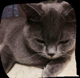 鹿晗的猫视频完整版,一段治愈系的猫界奇缘